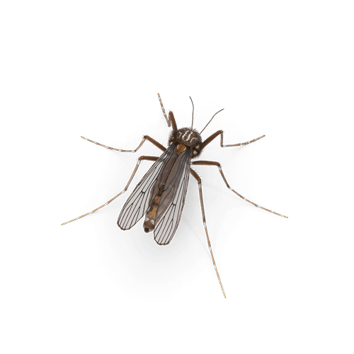 Metersgrote insecten