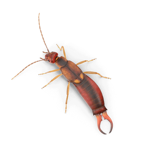 Metersgrote insecten
